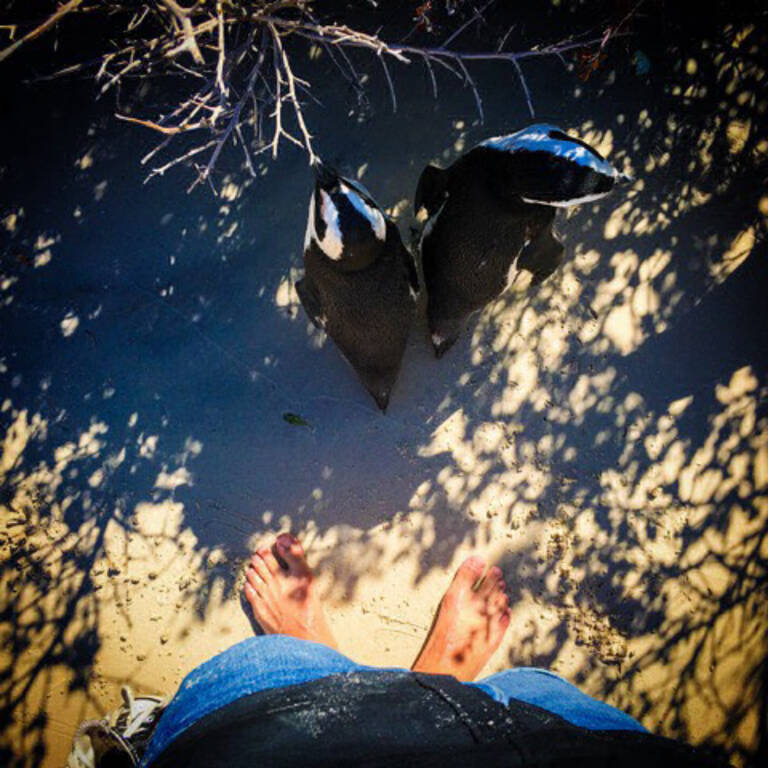 4D-Cape-Town-Penguin-Simonstown-2