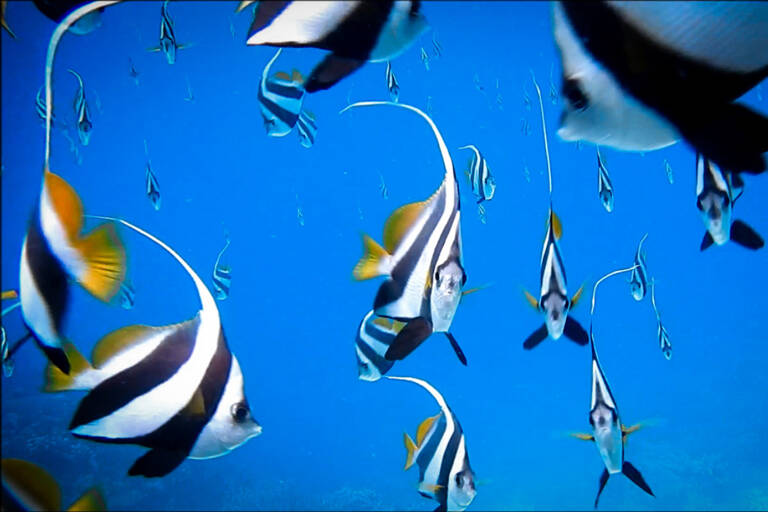 7D-Maldives-534-1