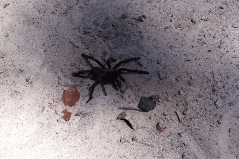 BACKPACKBLOG-do-not-use-asia-tarantula