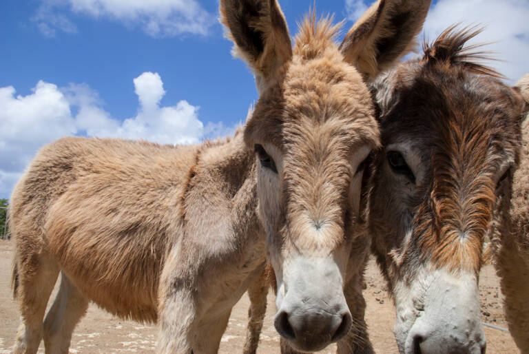 Bonaire-DOnkey-Sanctuary