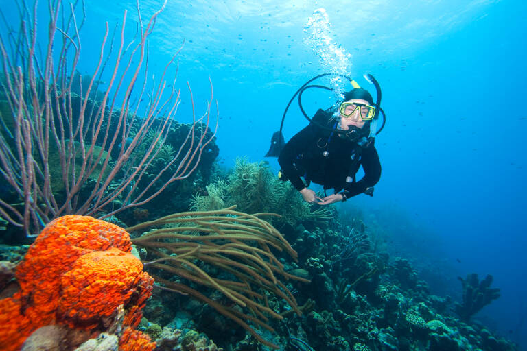 Bonaire-Diving-Coral