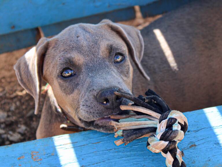 Bonaire-Dog-Shelter-FKK