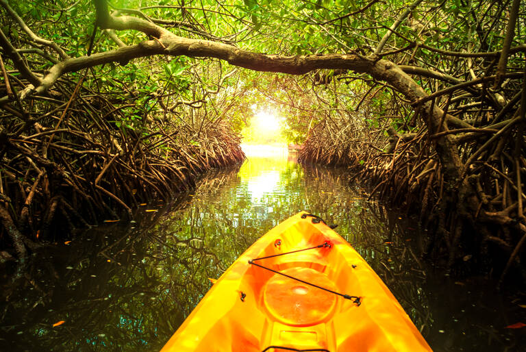 Bonaire-Kayakken-Mangrove