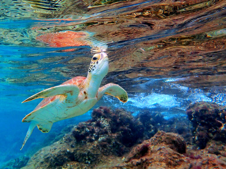Bonaire-Turle-1000-steps
