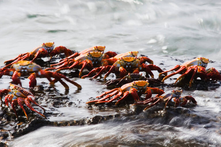 Crab-island