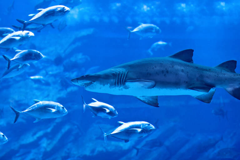 Dubai-shark