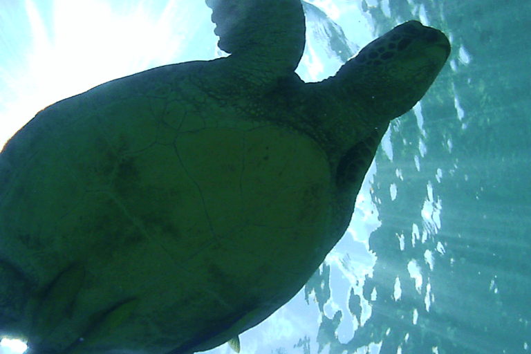 GUESTBLOGGER-ERIK-asia-philipines-turtle
