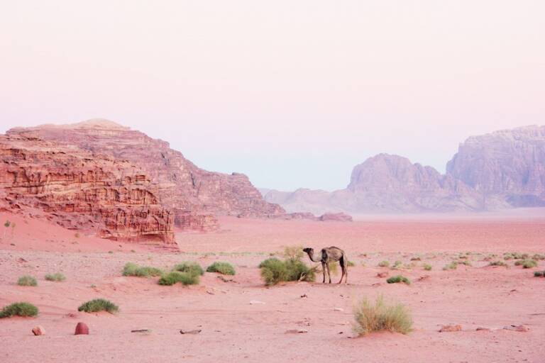 GUESTBLOGGER-WAH-africa-jordan-1