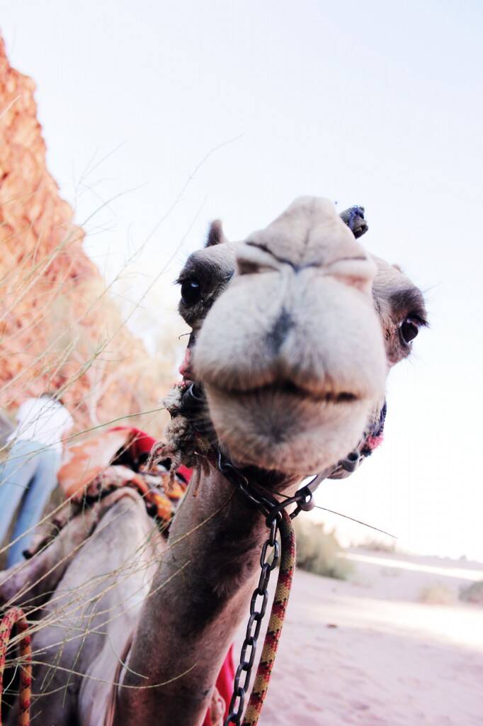 GUESTBLOGGER-WAH-africa-jordan-1A