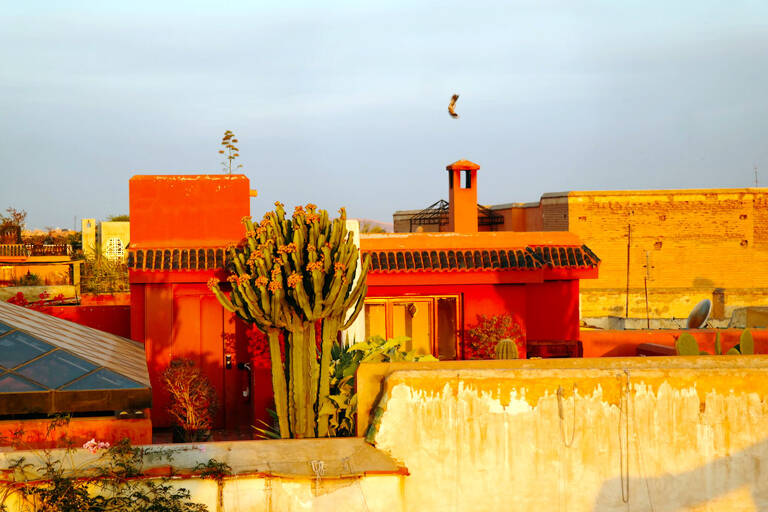 GUESTBLOGGER-WAH-africa-morocco-marrakech-plant