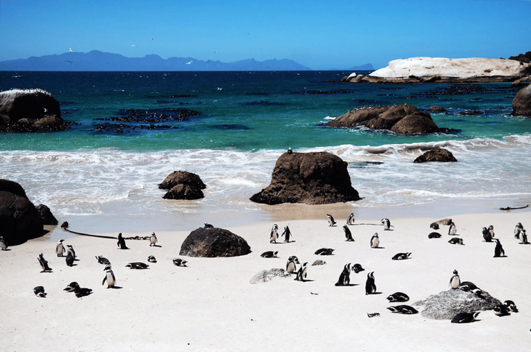 GUESTBLOGGER-WAH-africa-south-africa-garden-route-24