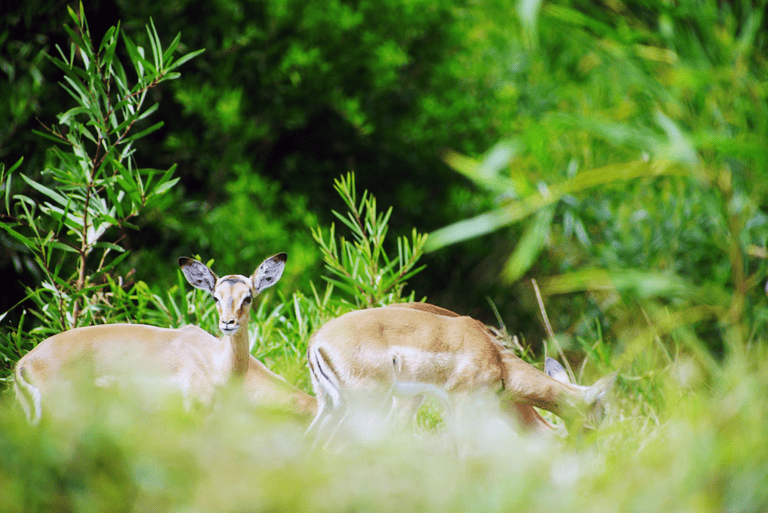 GUESTBLOGGER-WAH-africa-south-africa-garden-route-4