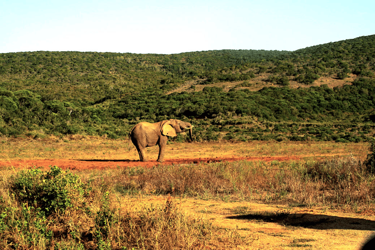 GUESTBLOGGER-WAH-africa-south-africa-garden-route-5