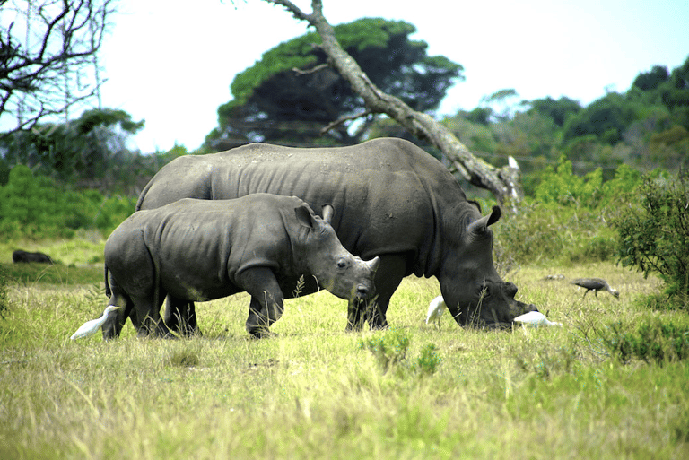 GUESTBLOGGER-WAH-africa-south-africa-garden-route-7