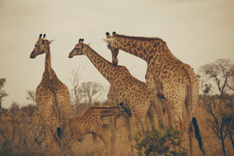 GUESTBLOGGER-WAH-africa-south-africa-kruger-1