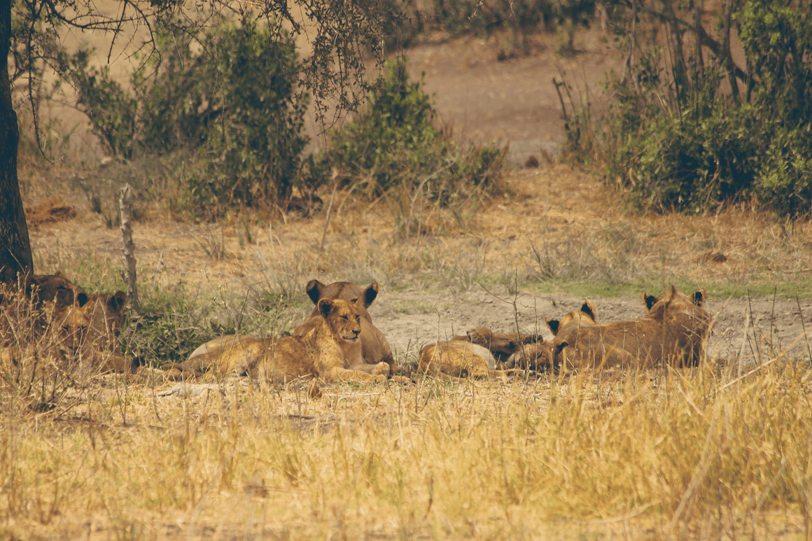 Kruger National Park, Zuid-Afrika: een vijfdaagse safari door de ogen van Laura (What About Her)