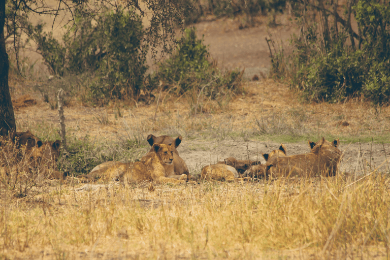 GUESTBLOGGER-WAH-africa-south-africa-kruger-2