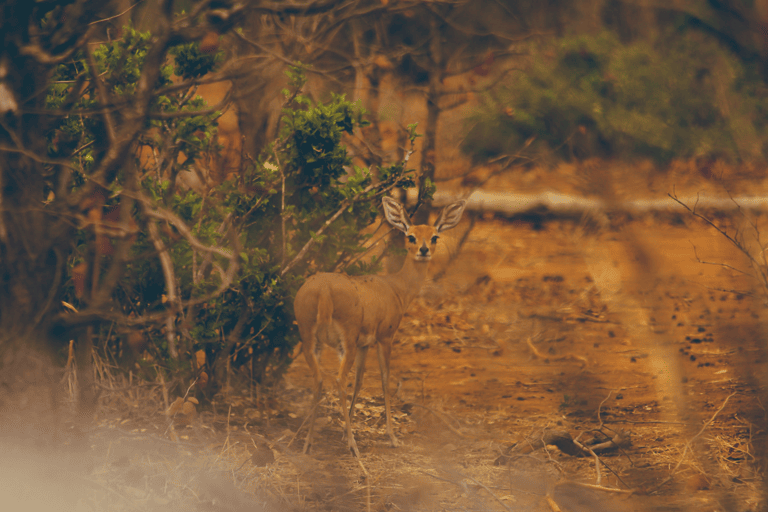 GUESTBLOGGER-WAH-africa-south-africa-kruger-3