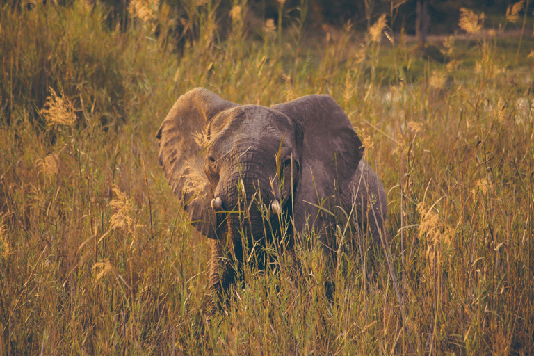 GUESTBLOGGER-WAH-africa-south-africa-kruger-5