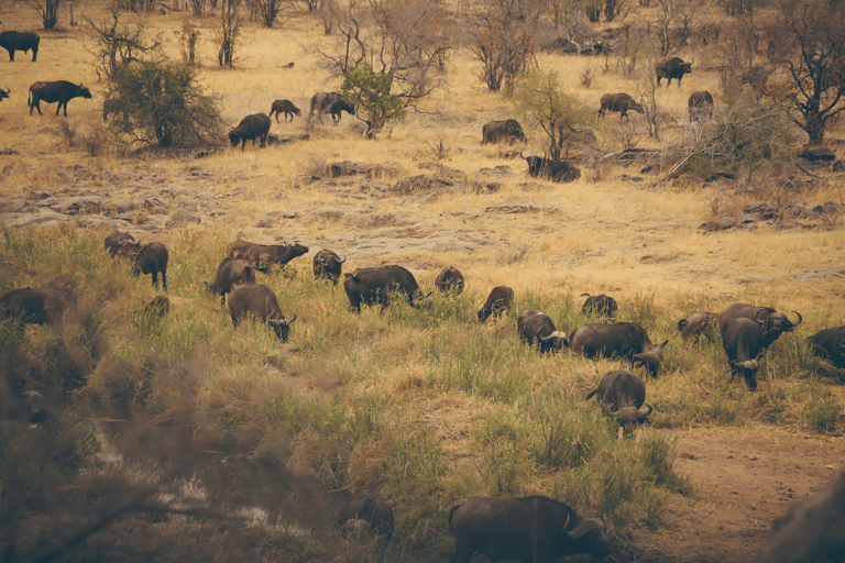 GUESTBLOGGER-WAH-africa-south-africa-kruger-8