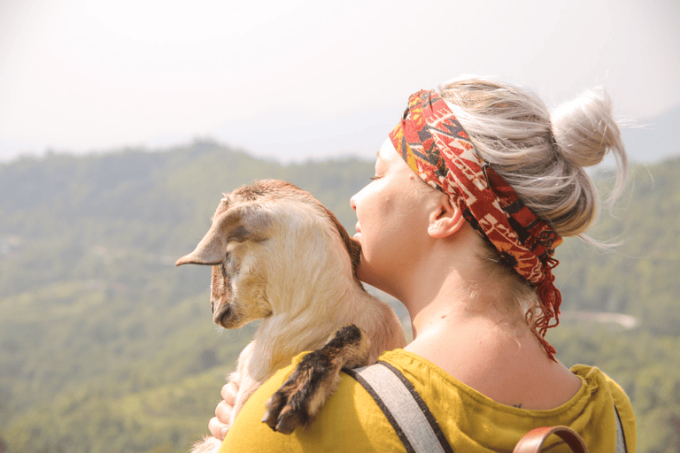 GUESTBLOGGER-WAH-asia-nepal-annapurna-goat