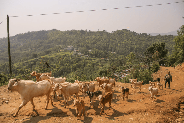 GUESTBLOGGER-WAH-asia-nepal-annapurna-goats-walking