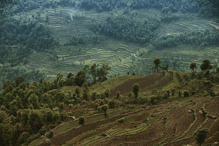 GUESTBLOGGER-WAH-asia-nepal-pokhara-ricefields