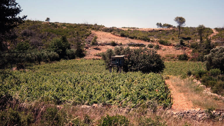 GUESTBLOGGER-WAH-europe-greece-zakynthos-field