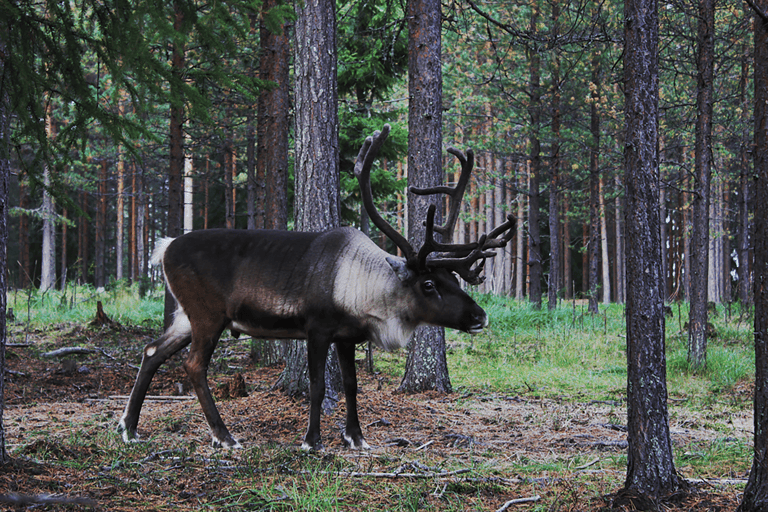 GUESTBLOGGER-WAH-lapland-1