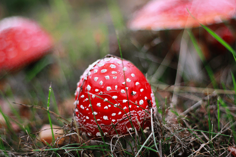 GUESTBLOGGER-WAH-lapland-3