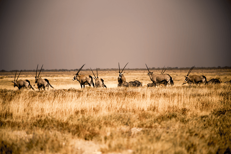 GUESTBLOGGER-WAH-namibie-5