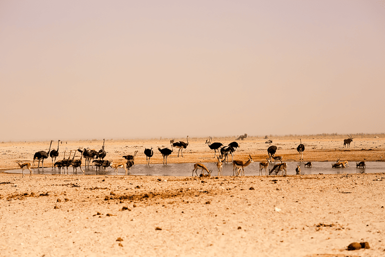 GUESTBLOGGER-WAH-namibie-8