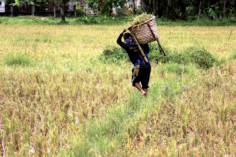 GUESTBLOGGER-WAH-philippines-bohol-2