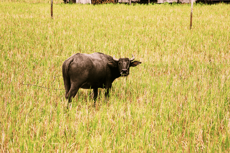 GUESTBLOGGER-WAH-philippines-bohol-7