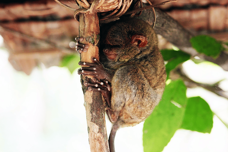 GUESTBLOGGER-WAH-philippines-bohol-8