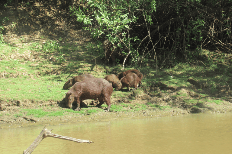 GUESTBLOGGER-WERELDREIZIGERS-south-america-bolivia-capibaras