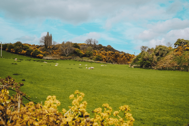 GUESTBLOGGER-WHA-europe-ireland-roadtrip-field