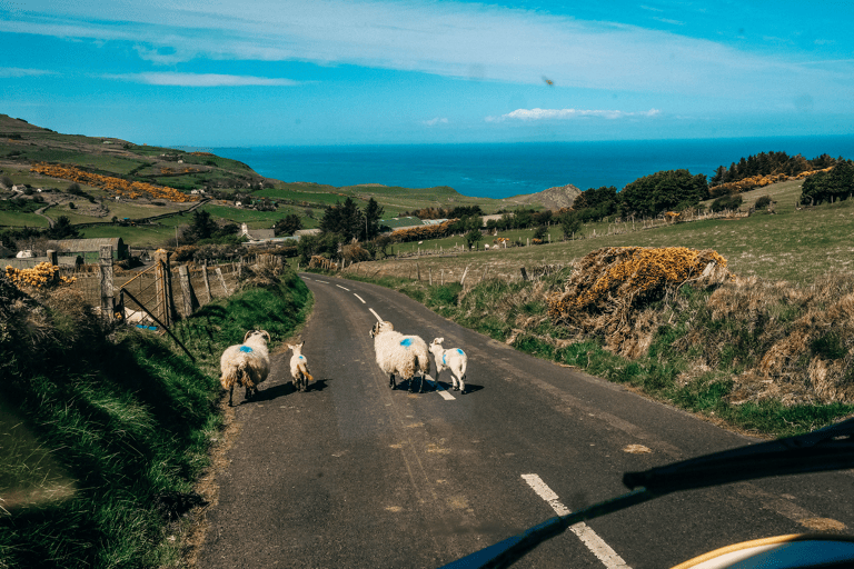 GUESTBLOGGER-WHA-europe-ireland-roadtrip-sheep