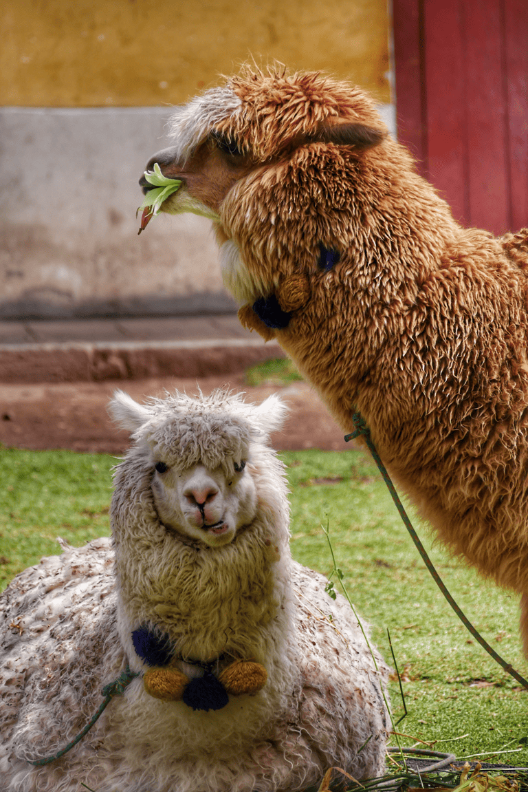 GUESTBLOGGER-jolieke-south-america-peru-alpaca