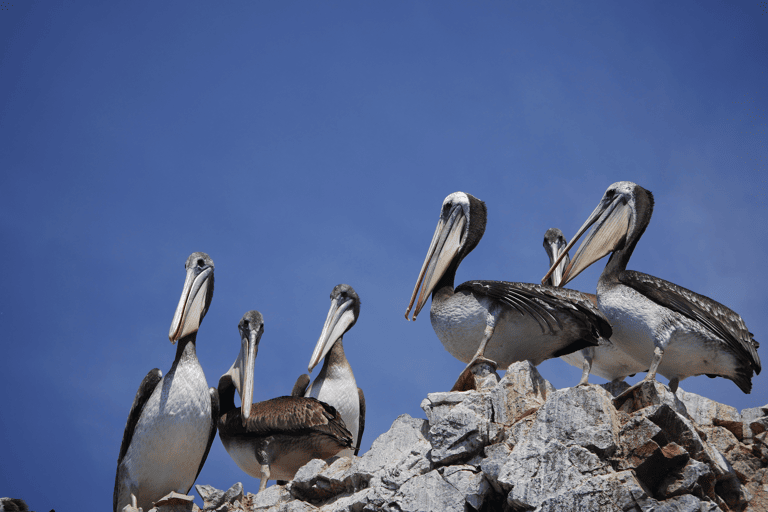 GUESTBLOGGER-jolieke-south-america-peru-balestas-islands