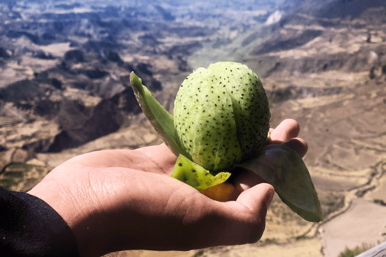 GUESTBLOGGER-leonie-south-america-peru-colca-canyon-fruit