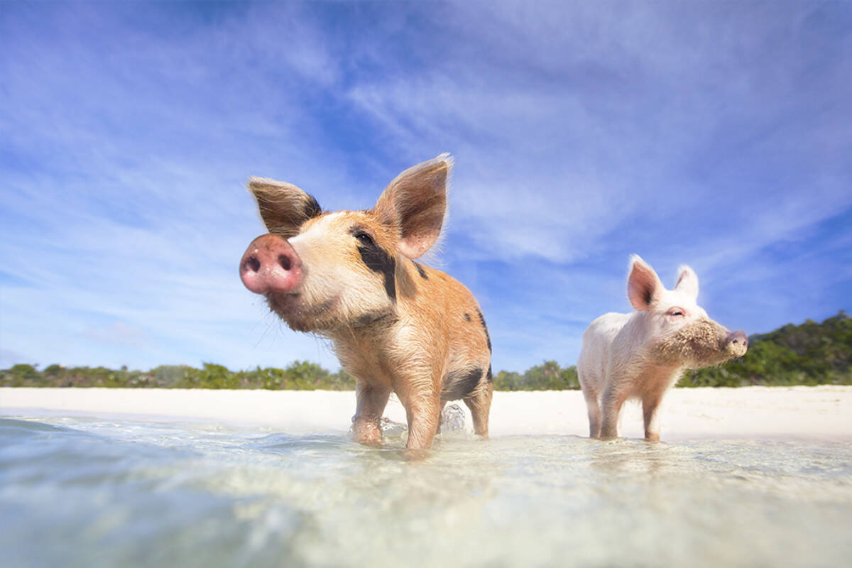 Deze 5 plekken moet je gezien hebben als je van dieren houdt