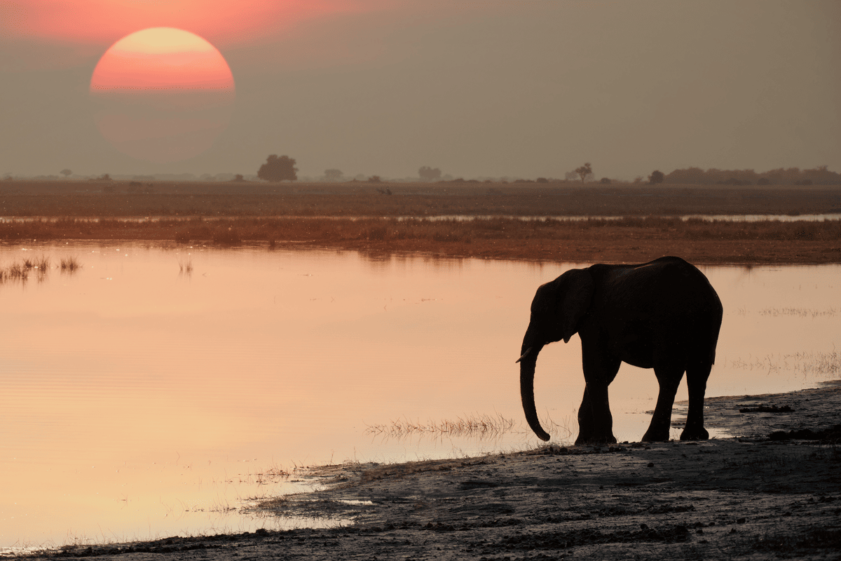 De 5 beste Afrikaanse parken om The Big Five te spotten