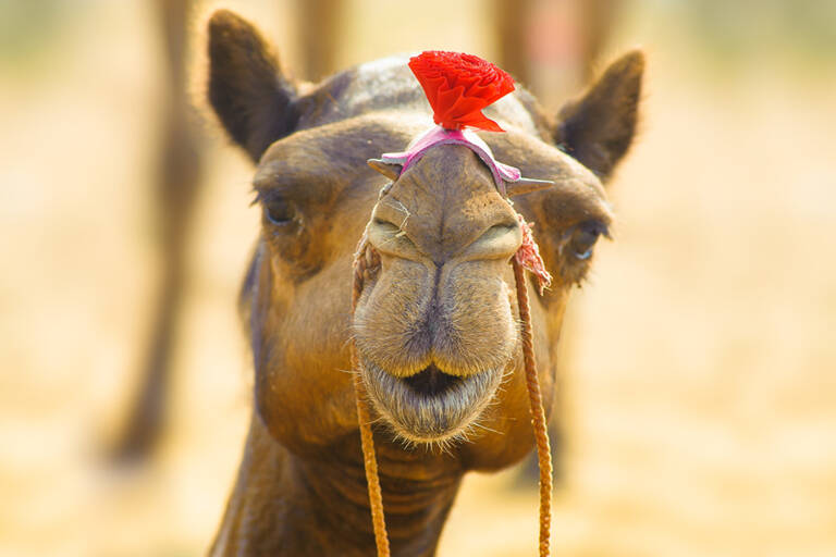 africa-camel-new