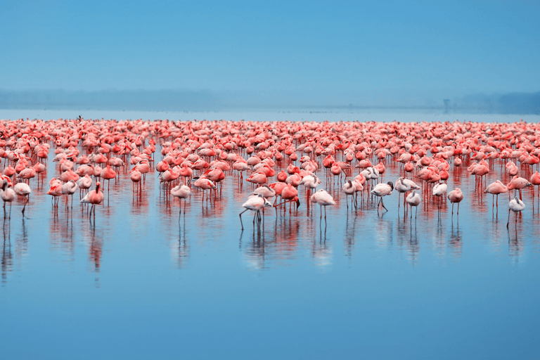 africa-kenia-nakuru-flamingos