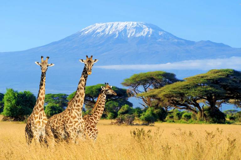 africa-kenya-mt-kilimanjaro-giraffe