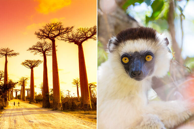 africa-madagascar-baobab-lemur