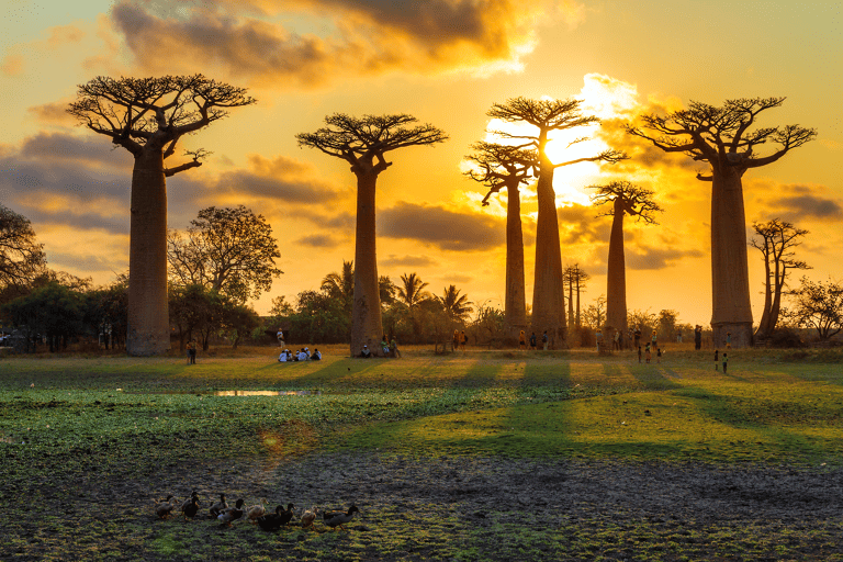 africa-madagascar-baobab-trees-sunset