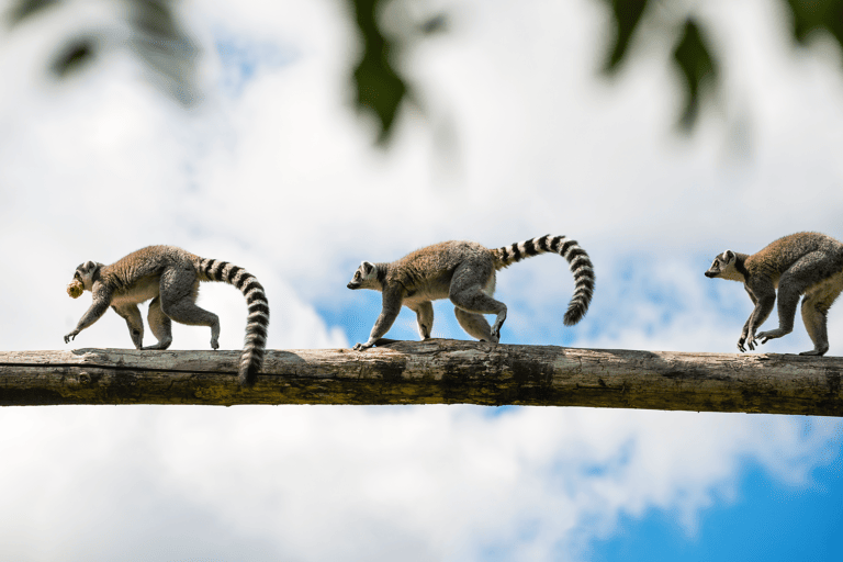 africa-madagascar-lemurs-on-a-branch