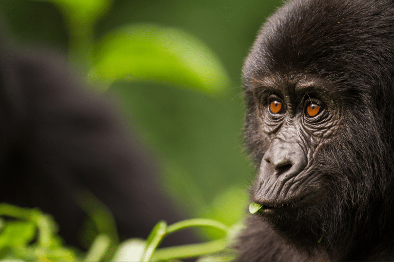 africa-rwanda-kigali-jungle-gorilla